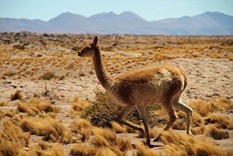 Chile